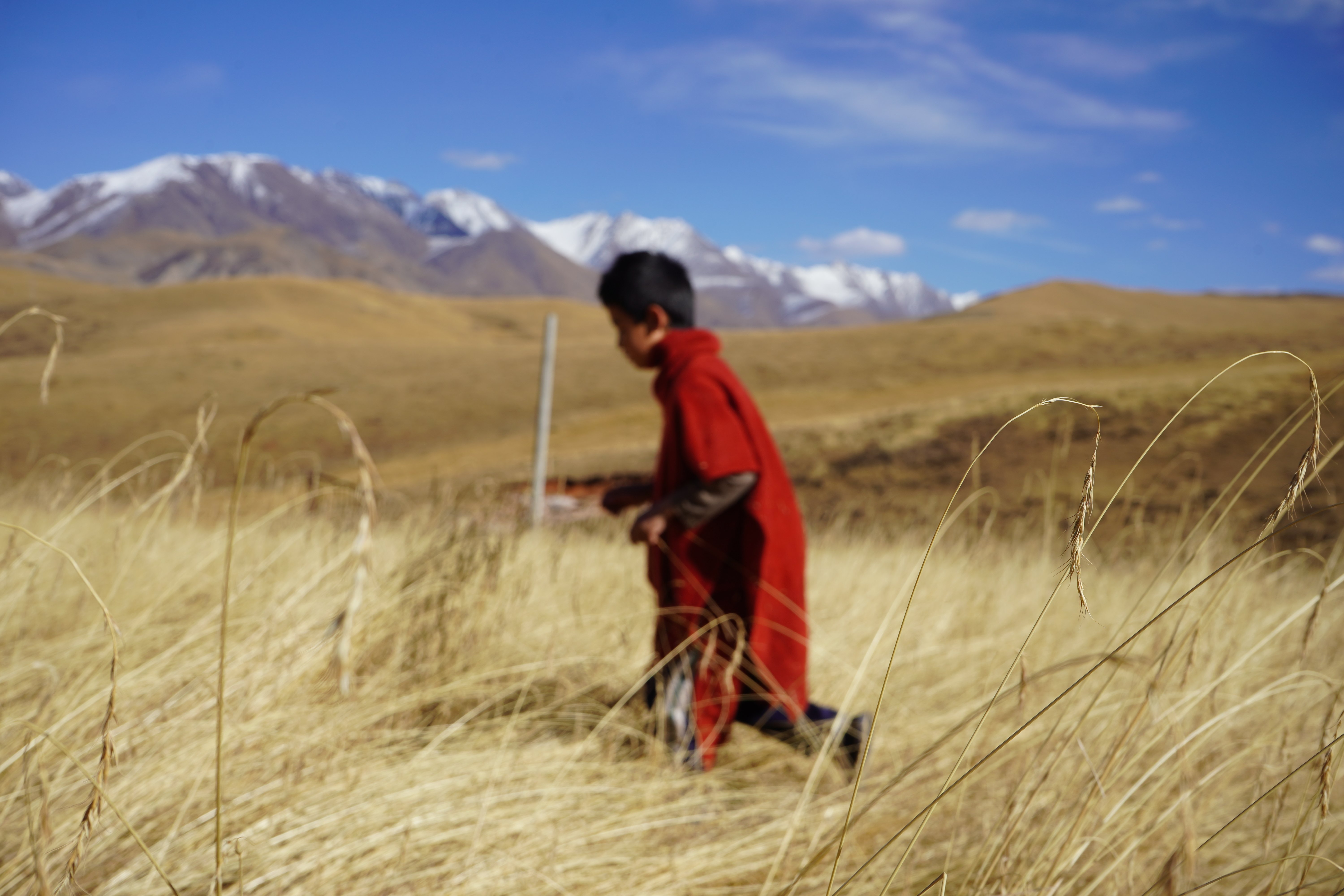 Boy walking through a field towards mountains