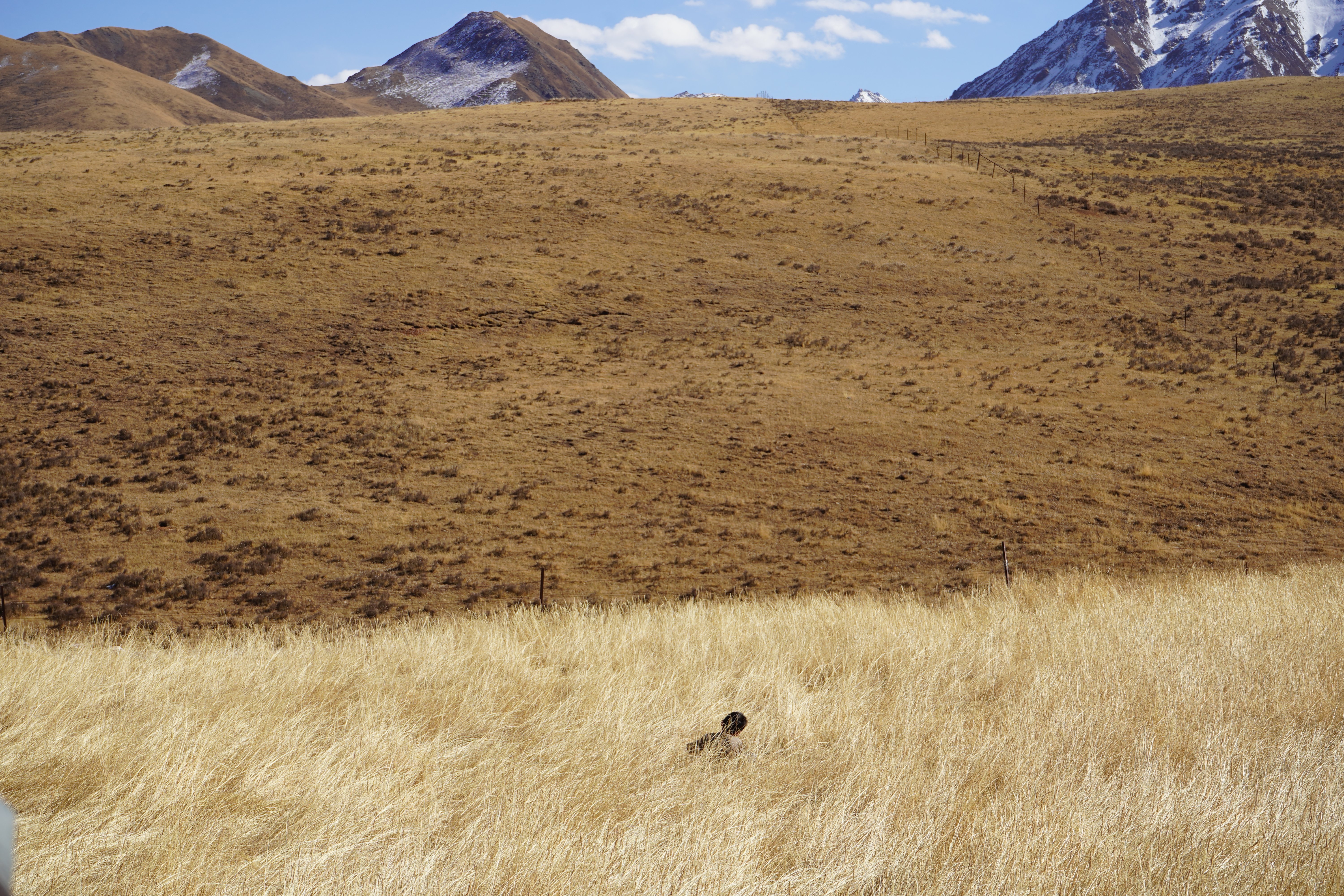 Mountain pasture landscape