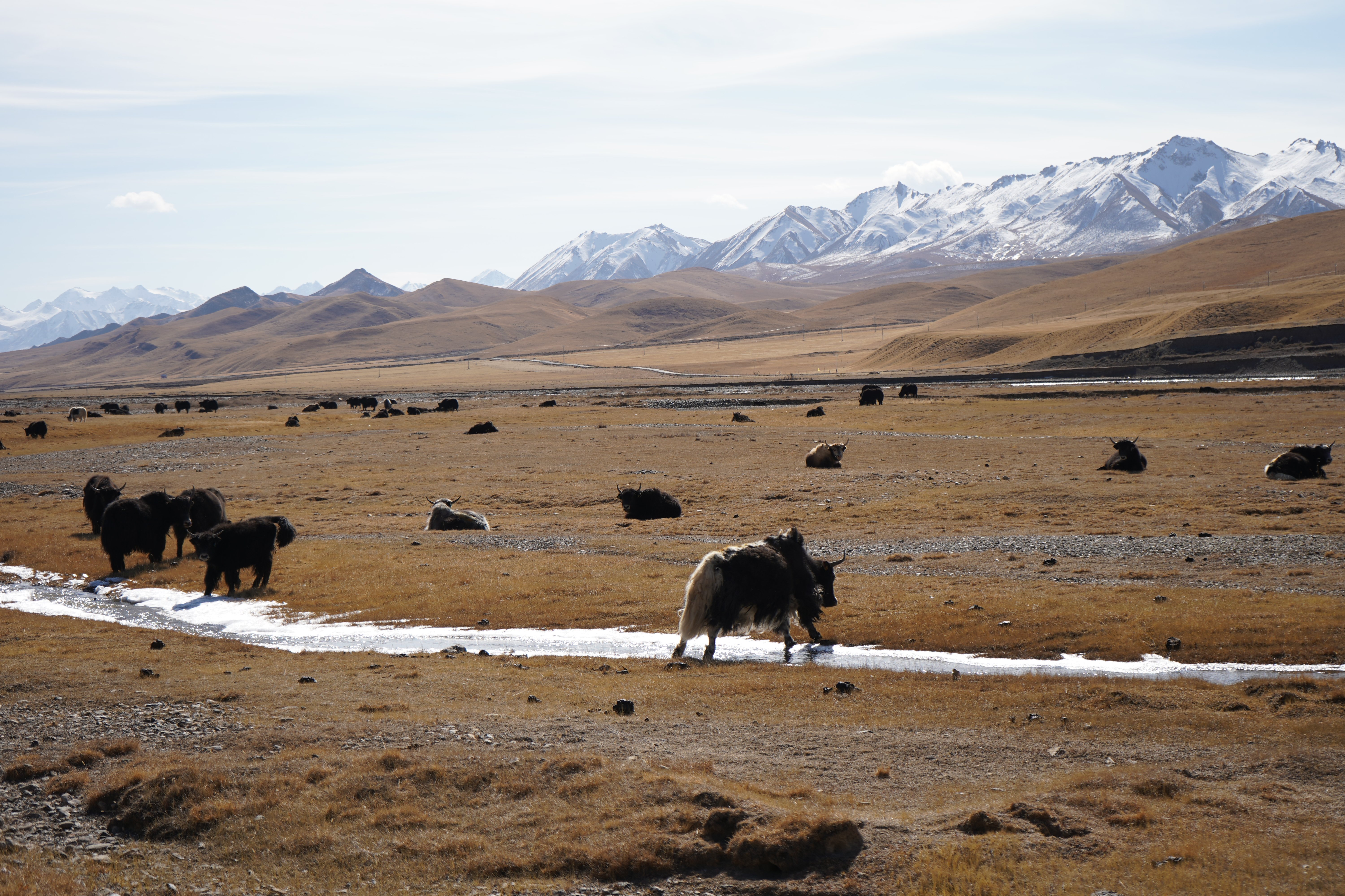 Expansive Mountain Pasture Landscape