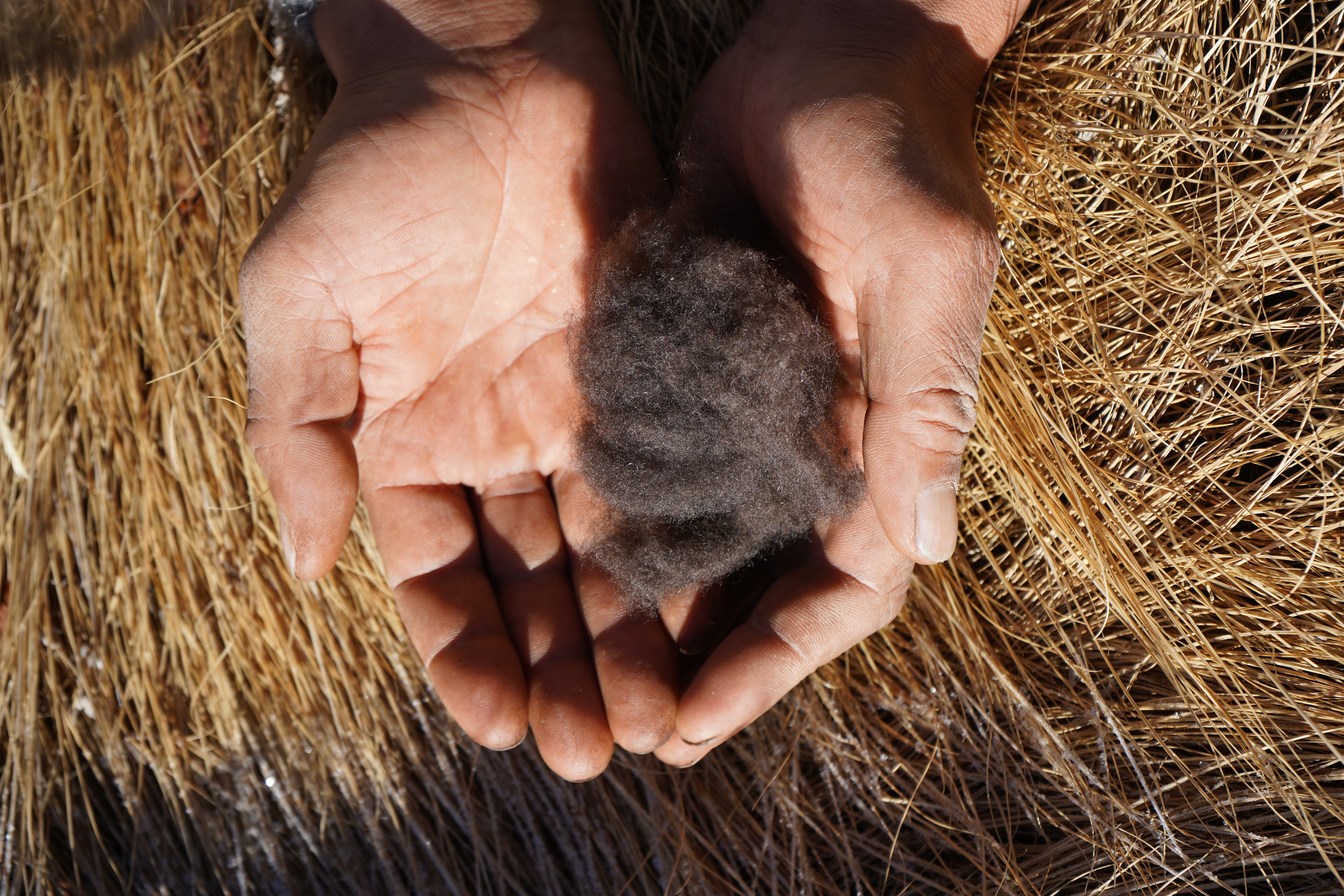 Hand holding yak down wool
