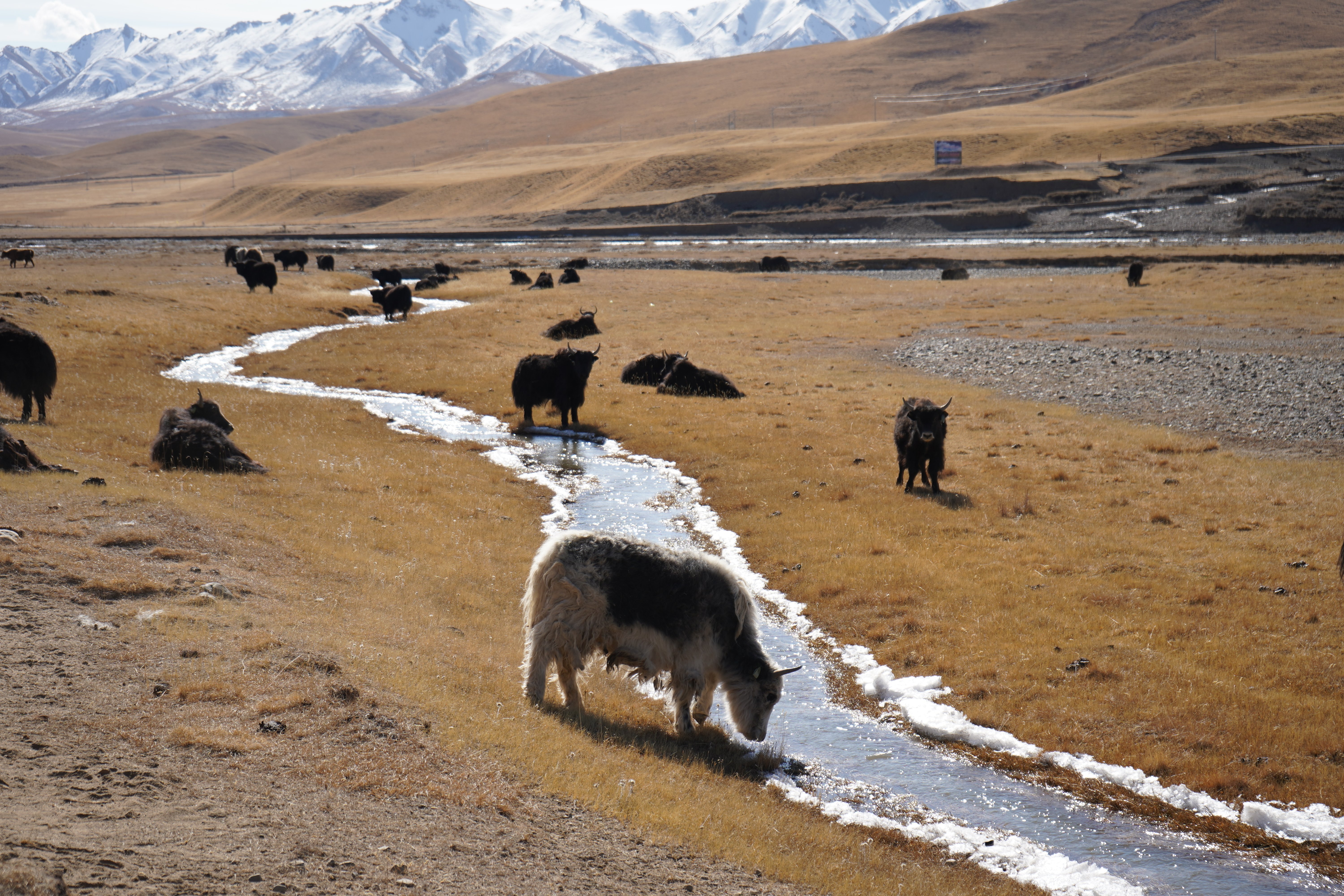 Yaks grazing by a stream in the mountains